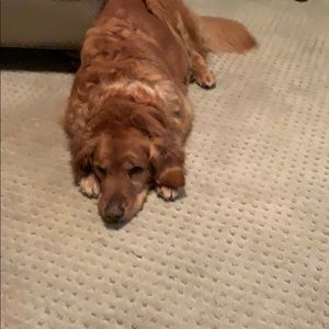 Meet your Posher, Tony